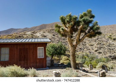 Joshua Tree With House And Blue Sky In Death Valley National Par