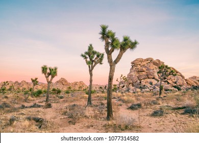 Joshua Tree Landscape - Powered by Shutterstock