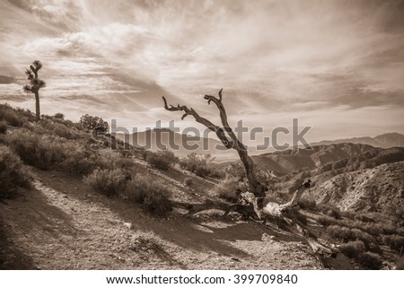 Joshua Tree Landscape in Sepia 4
