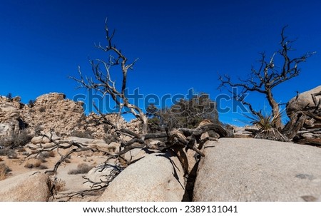 Joshua Tree Landscape, Yucca Brevifolia Mojave Desert Joshua Tree National Park California 