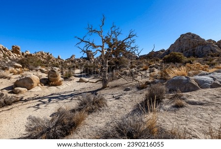Joshua Tree Landscape, Yucca Brevifolia Mojave Desert Joshua Tree National Park California 