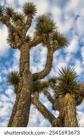 Joshua Tree at magic hour with a dramatic sky.