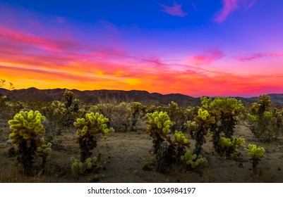 Joshua Tree National Park