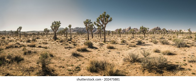 Joshua Tree National Park