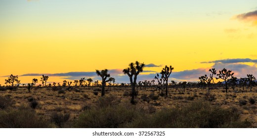 Joshua Tree National Park