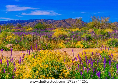 Joshua Tree National Park is in bloom with brilliant yellows and purples in the desert spring.