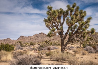 Joshua Tree National Park, CA, USA - January 31, 2022: Tall And Broad Joshua Tree On Dry Sandy Desert Floor With Bushes Under Blue Cloudscape And Stone-moutain Range On Horizon.