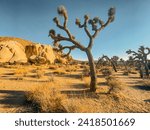 Joshua Tree National Park. California. Yucca. Desert. USA
