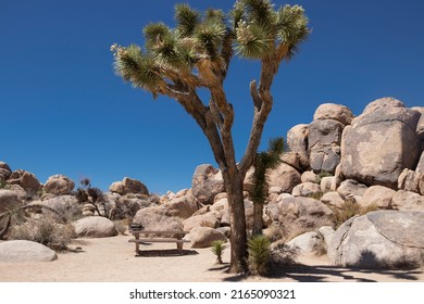 Joshua Tree National park in California, USA. Rock and Joshua trees with blue sky in the desert. Vacation place. Summer hiking. Picnic table.
