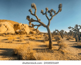 Joshua Tree National Park. California. Yucca. Desert. USA - Powered by Shutterstock