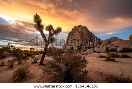 Joshua Tree National Park in California. The cloudy sunset was shot just after a big storm. This situations leaded to a breathtaking cloudy sky that took fire during sunset. 