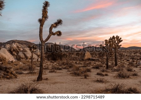 Joshua Tree National Park in California. The cloudy sunset. 
