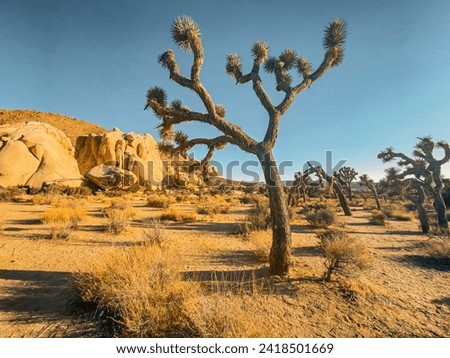 Joshua Tree National Park. California. Yucca. Desert. USA