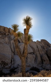 Joshua Tree National Park, Califronia