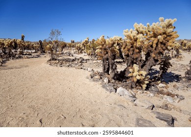 Joshua Tree National Park, Califronia