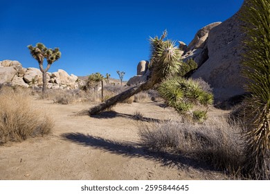 Joshua Tree National Park, Califronia