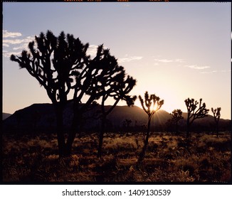 Joshua Tree National Park Desert Sunrise