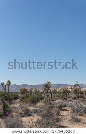 Joshua Tree National Park is geographically diverse desert wilderness , ranging from lush green desert plants to dry and barren grounds that stretch for miles.