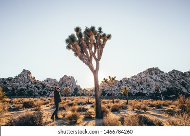 Joshua Tree National Park Golden Colors At Sunset Blue Sky People With Big Joshua Tree