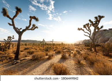 Joshua Tree National Park Landscape At Sunset California High Desert Travel And Hiking