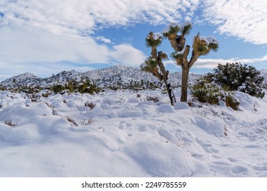 Joshua Tree National Park landscape after a winter snowfall - Powered by Shutterstock