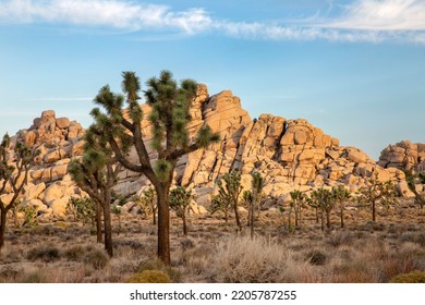 Joshua Tree National Park At Sunrise