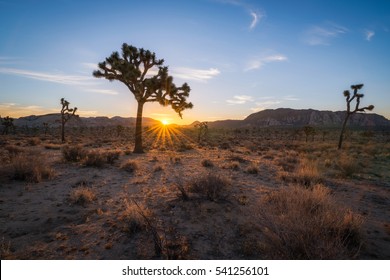 Joshua Tree National Park Sunrise 