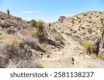 Joshua Tree National Park is where the Colorado and Mojave deserts converge. Millions of visitors flock here to admire its uniquely shaped granite boulders and Joshua trees, a species of yucca.