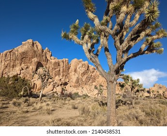 Joshua Tree Near Hidden Valley In Joshua Tree National Park, California