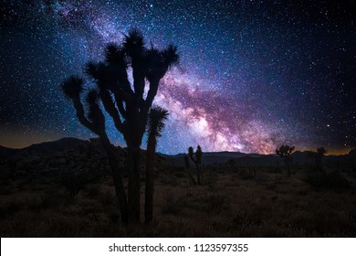 Joshua tree park under a starry night, in Mojave Desert, California - Powered by Shutterstock