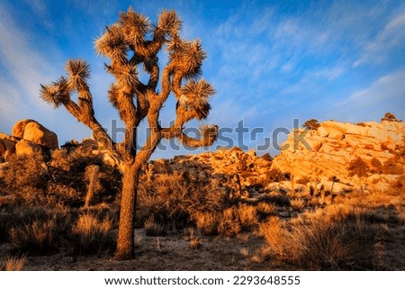 Joshua tree photographed at sunset in Joshua Tree National Park near Twentynine Palms California.