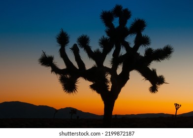 Joshua tree silhouette Death Valley California 