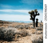 A Joshua Tree sits just outside of the Death Valley, CA desert. 