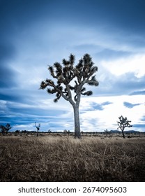 A Joshua tree standing alone in an empty field aginst a cloudy sky