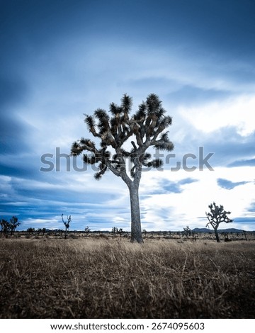 A Joshua tree standing alone in an empty field aginst a cloudy sky