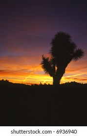 Joshua Tree At Sunrise