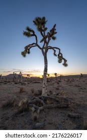 A Joshua Tree At Sunrise In Joshua Tree National Park. 