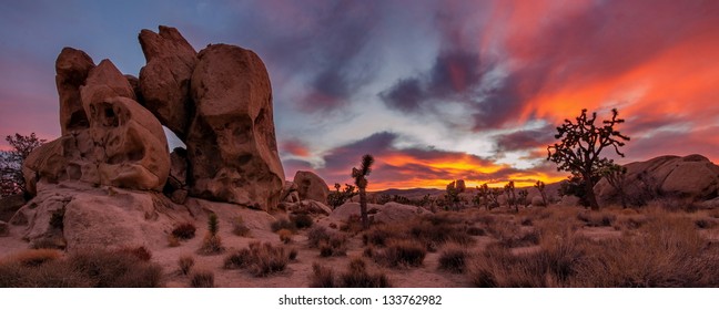 Joshua Tree Sunset