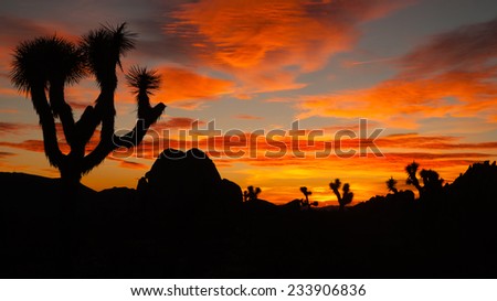 Joshua Tree Sunset Cloud Landscape California National Park