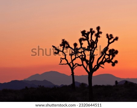 Joshua Tree sunset sillhouette, Cholla Gardens, Paradise Valley