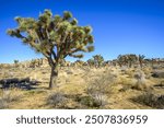 Joshua Tree (Yucca brevifolia), Boy Scout Trail, Joshua Tree National Park, Desert Center, California, USA, North America