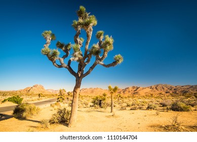 Joshua tree (Yucca Brevifolia) in Mojave Desert, Joshua Tree National Park, California, U.S.A. Cactus like palm tree yucca’s biblical name is also famous U2 album preserved by U.S. Congress Library.