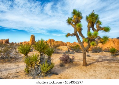Joshua Tree, Yucca brevifolia, native for arid southwestern United States, mostly lives in Mojave Desert. The picture is taken in Joshua Tree National Park.