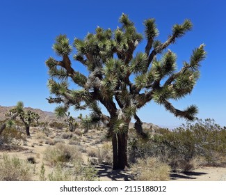 Joshua Tree (Yucca Brevifolia) Plant  