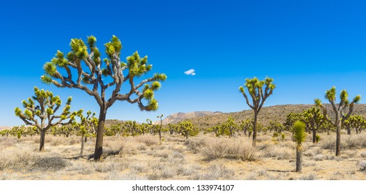 Joshua Trees - Powered by Shutterstock