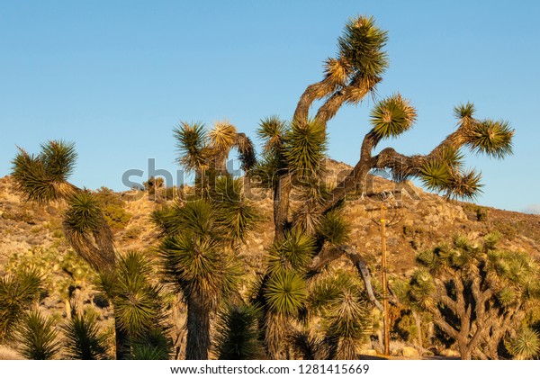 Joshua Trees Black Rock Campground Joshua Stock Photo Edit Now