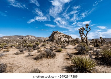 Joshua Trees, cacti, and other succulents and plants as seen on a bright summer day at in sunny Southern California  - Powered by Shutterstock