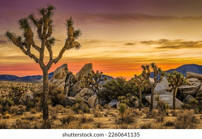 Joshua trees in the desert at dawn. Desert at sunrise with Joshua trees. Joshua tree National Park. Joshua trees - Shutterstock ID 2260641135