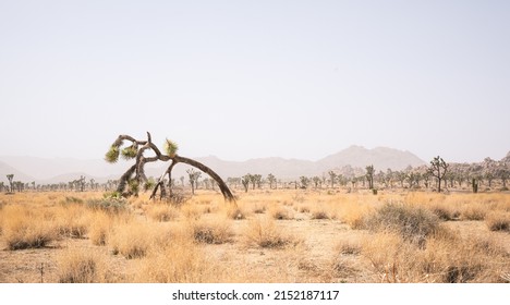 Joshua trees in the distance and mountains silhouetted against a dust cloud in the distance. In the Joshua Tree desert.  - Shutterstock ID 2152187117