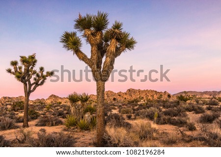 Joshua trees during sunset in the Mojave Desert in Joshua Tree National Park (California).